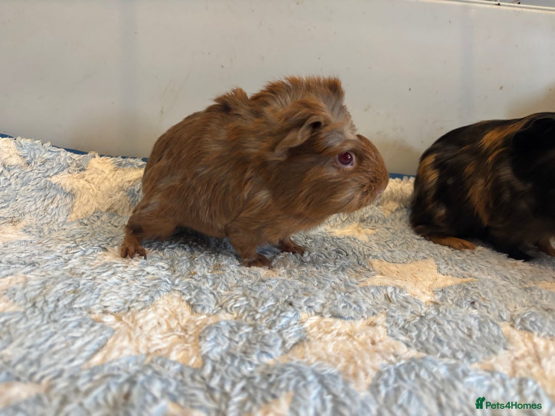 Guinea Pig rodents for sale: Baby Guinea pigs  - Image 3