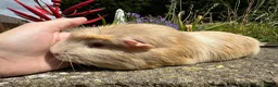 Guinea Pig rodents for sale: Beautiful bonded guinea pig boars (boys) - Advert 5