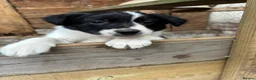 Border Collie dogs for sale: Two Border collie bitch puppies for sale  in Tenbury Wells - Advert 4