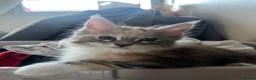 Maine Coon cats for sale: Last available kitten  - Advert 9