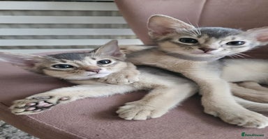 Abyssinian cats - Advert 6