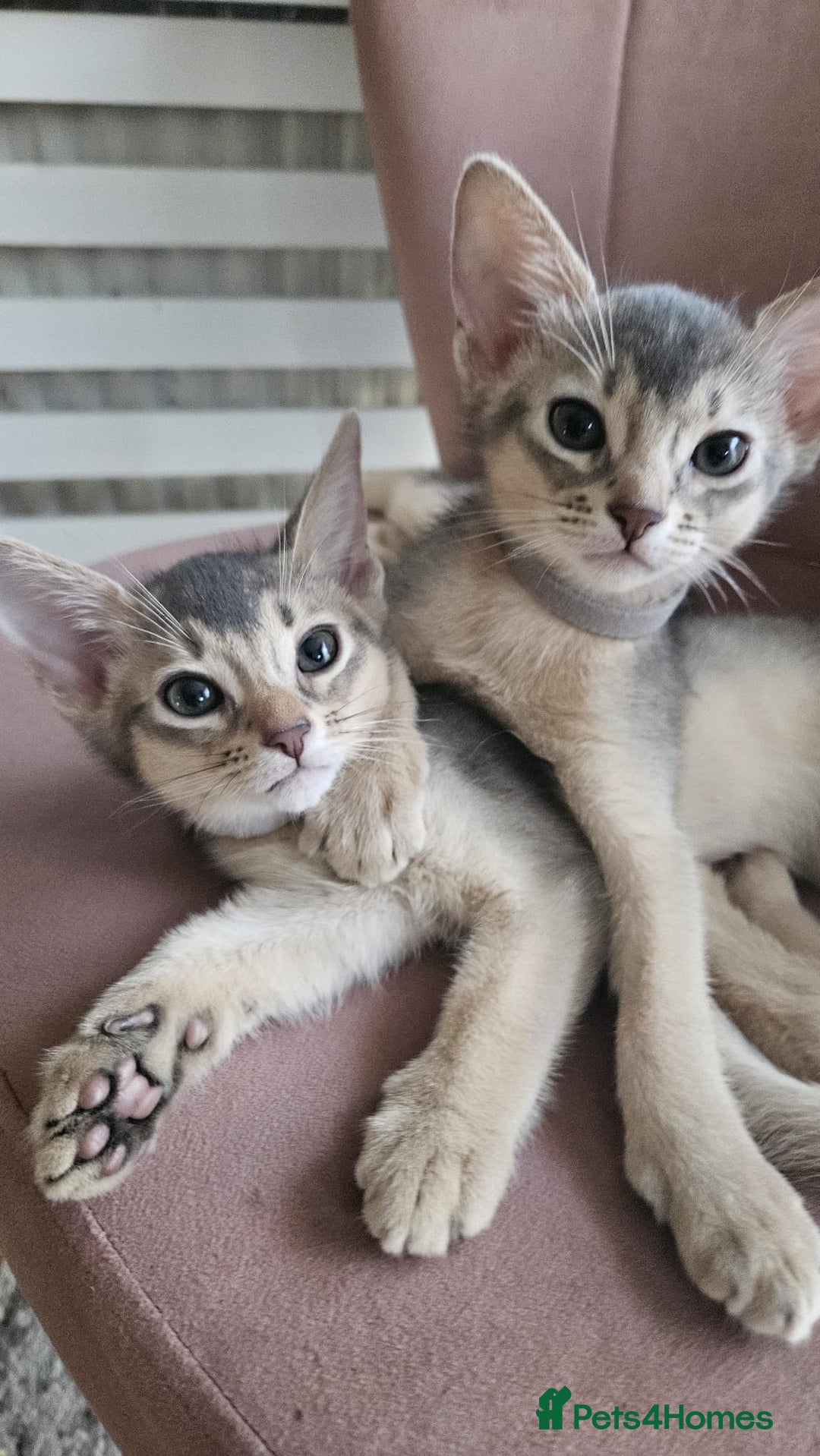 Abyssinian cats for sale: Abyssinian Kittens - Image 2