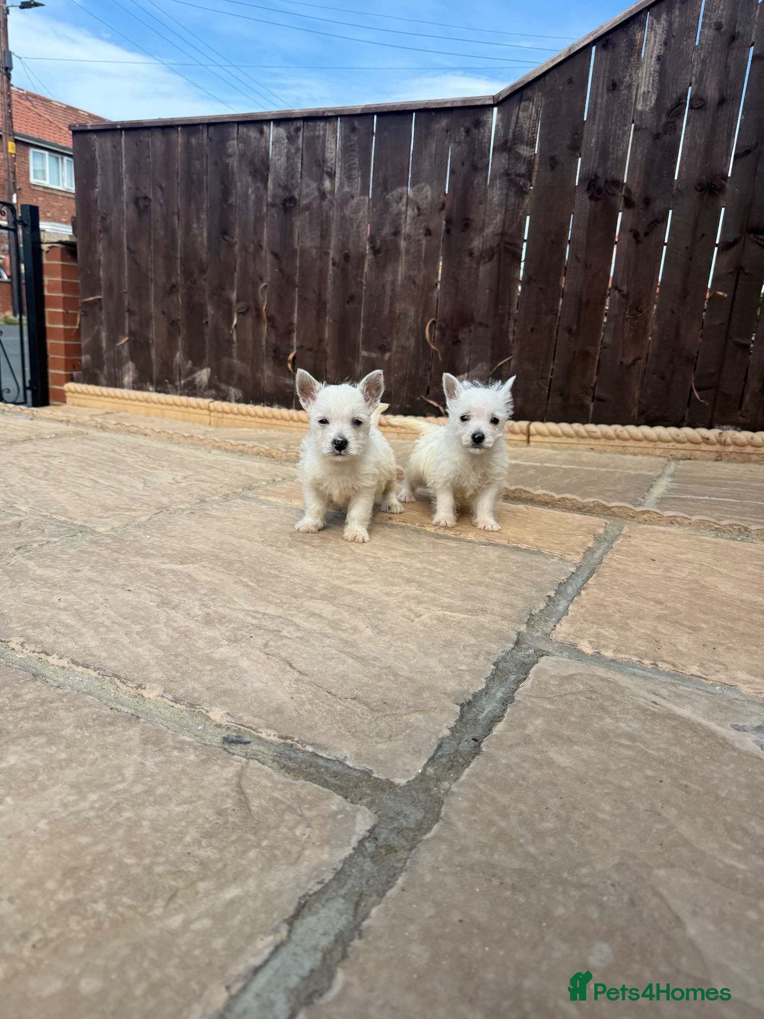 West Highland Terrier dogs Westies - Advert 4