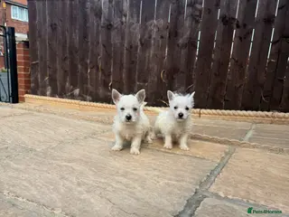 West Highland Terrier dogs Westies - Advert 1