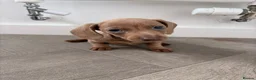 Dachshund dogs for sale: 1 Isabella boy & 1 fawn girl for sale  - Advert 6