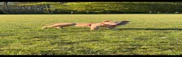 American Bully dogs for sale: 20 week old pocket bully puppy - Advert 3