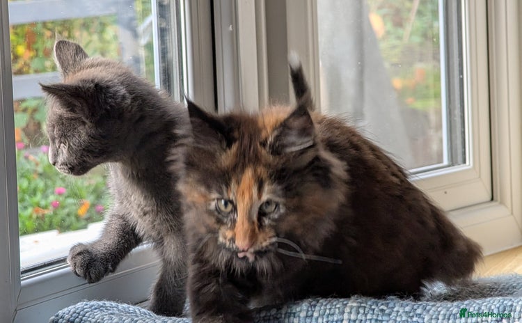 Maine Coon cats - Advert 6