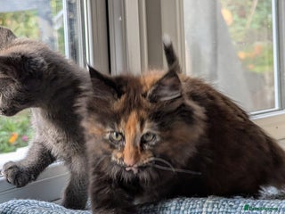 Maine Coon cats - Advert 27