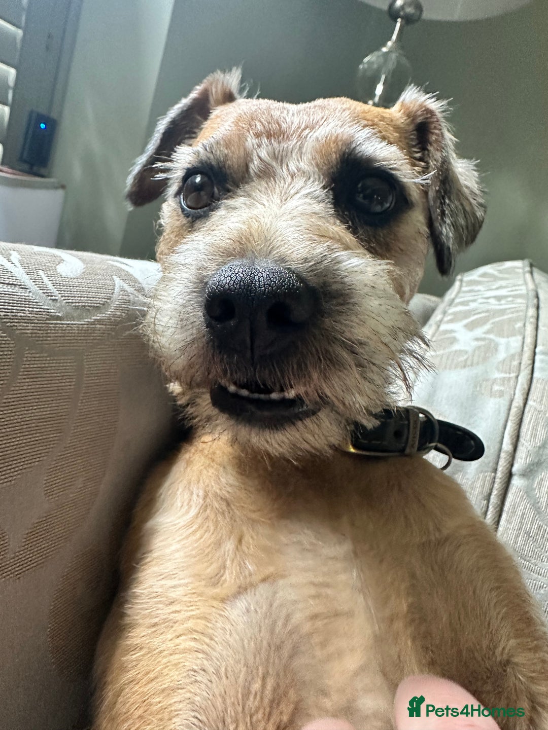 Border Terrier dogs for stud: Border terrier x jack Russel terrier for stud  - Advert 5