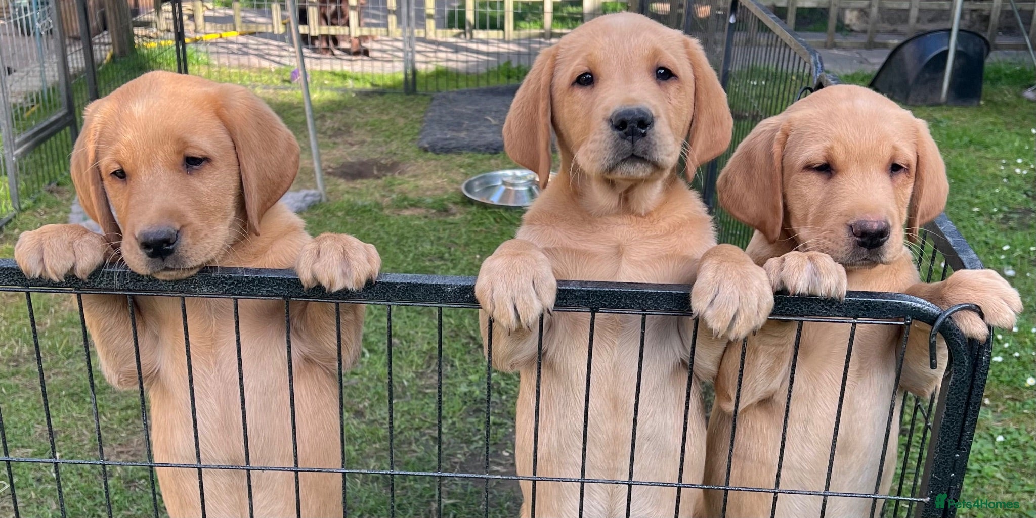 Labrador Retriever dogs Gorgeous Labrador Boy Puppies READY NOW - Advert 1