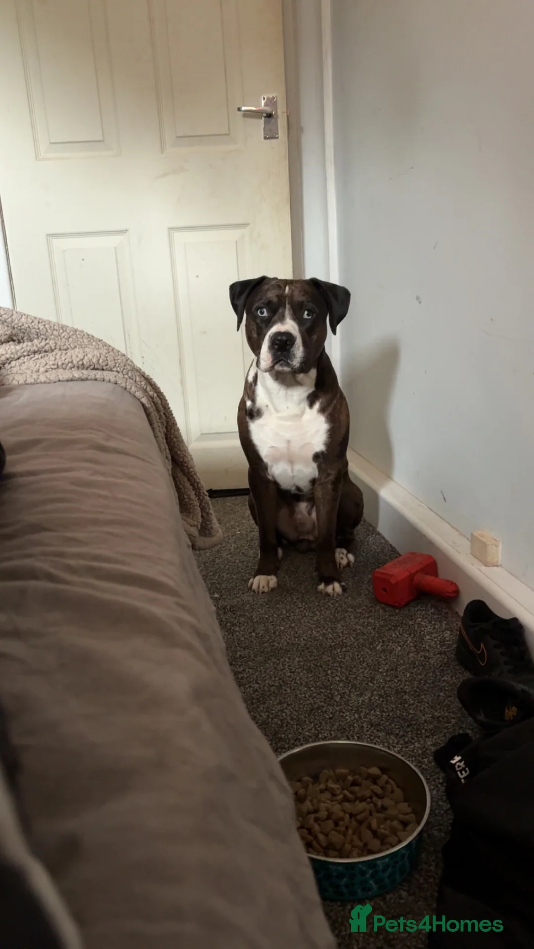 Staffordshire Bull Terrier dogs for stud: Beautiful stud  - Advert 3