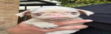 Pug 3