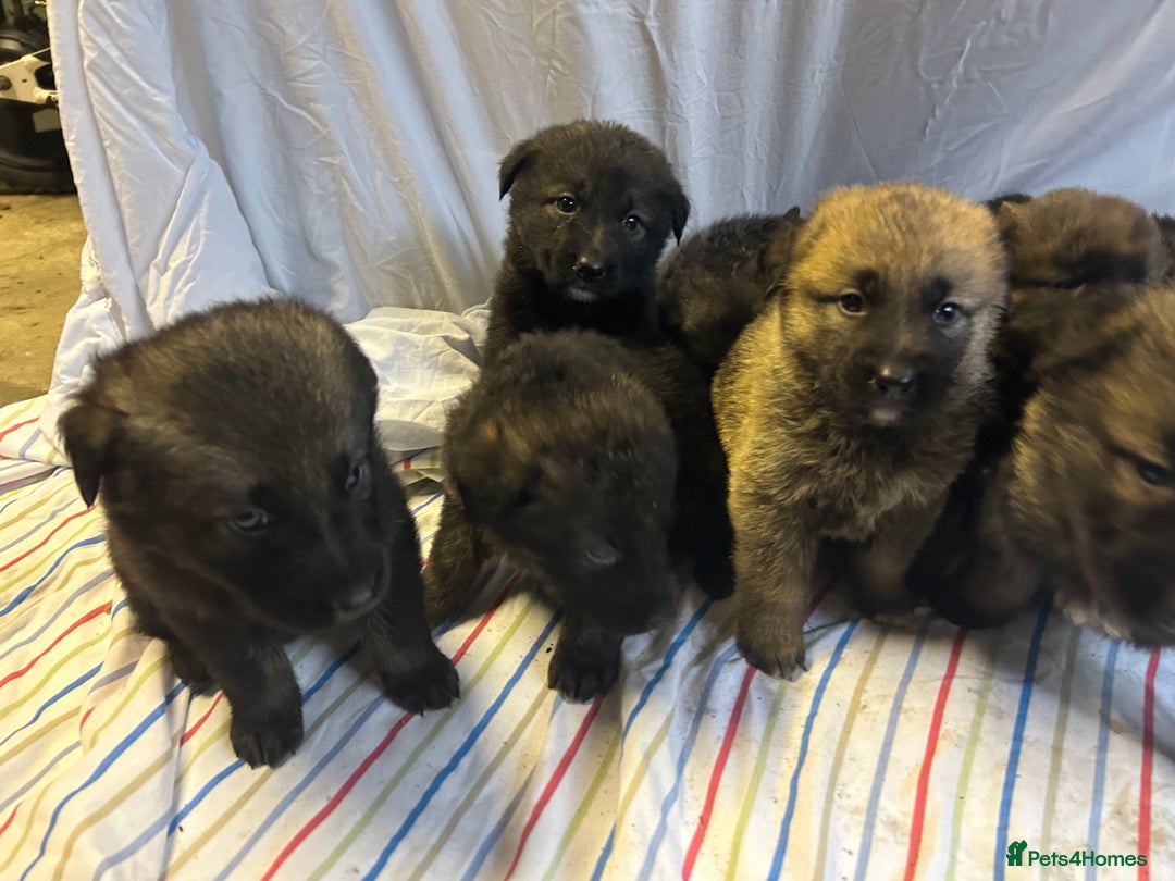 Mixed Breed dogs for sale: German shepherd cross Caucasian Shepherd kangal - Advert 3