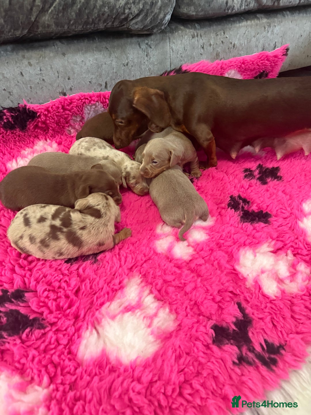 Miniature Dachshund dogs for sale: Outstanding True To Type Miniature Dachshunds - Advert 2