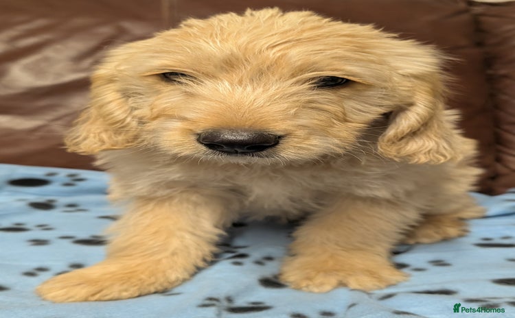 Mini Goldendoodle dogs - Advert 3
