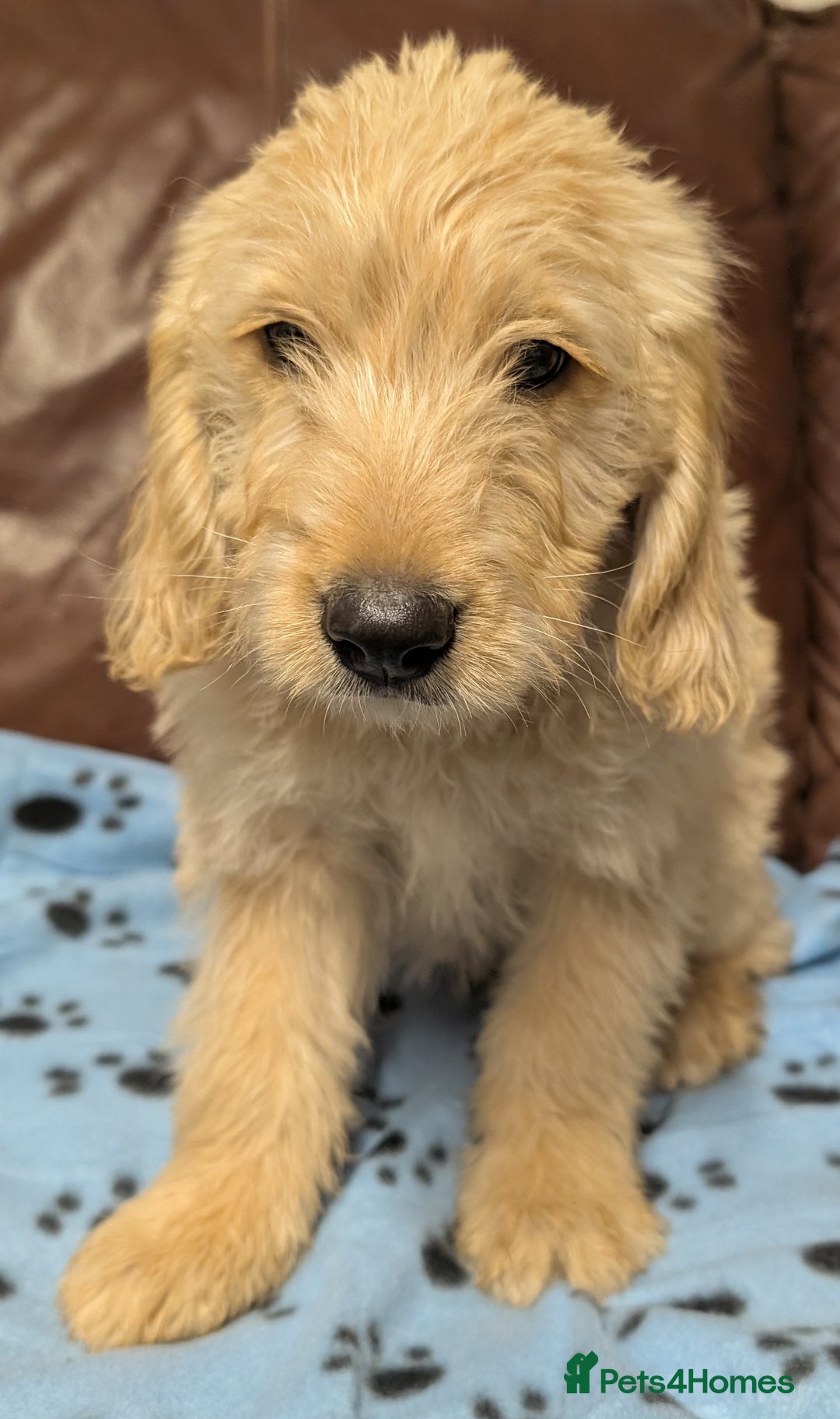Mini Goldendoodle dogs for sale: Beautiful Mini Goldador Doodle puppies, DNA clear - Image 1
