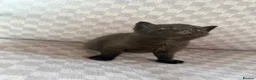 Mixed Breed cats for sale: Black tabby kittens  - Advert 8