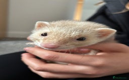 Ferret rodents for sale: Adorable 15-Week-Old Ferret - Image 3