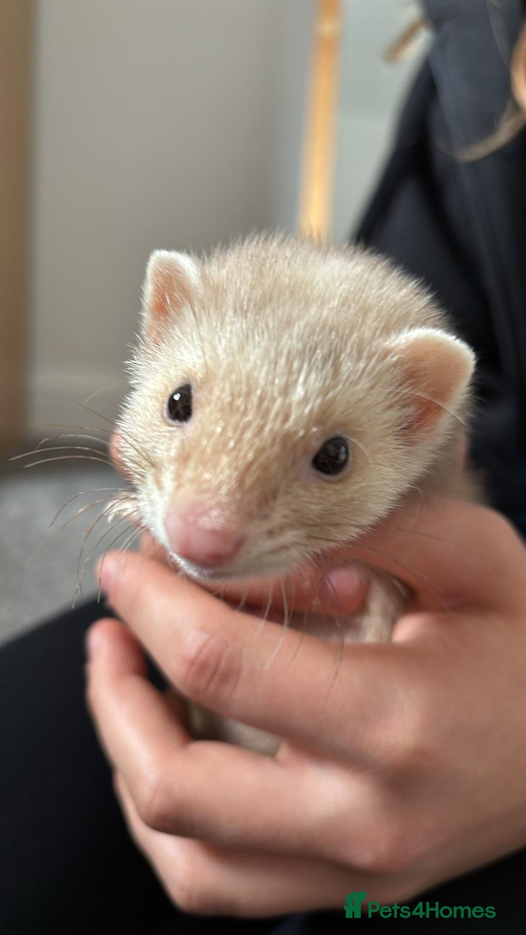 Ferret rodents for sale: Adorable 15-Week-Old Ferret - Image 3