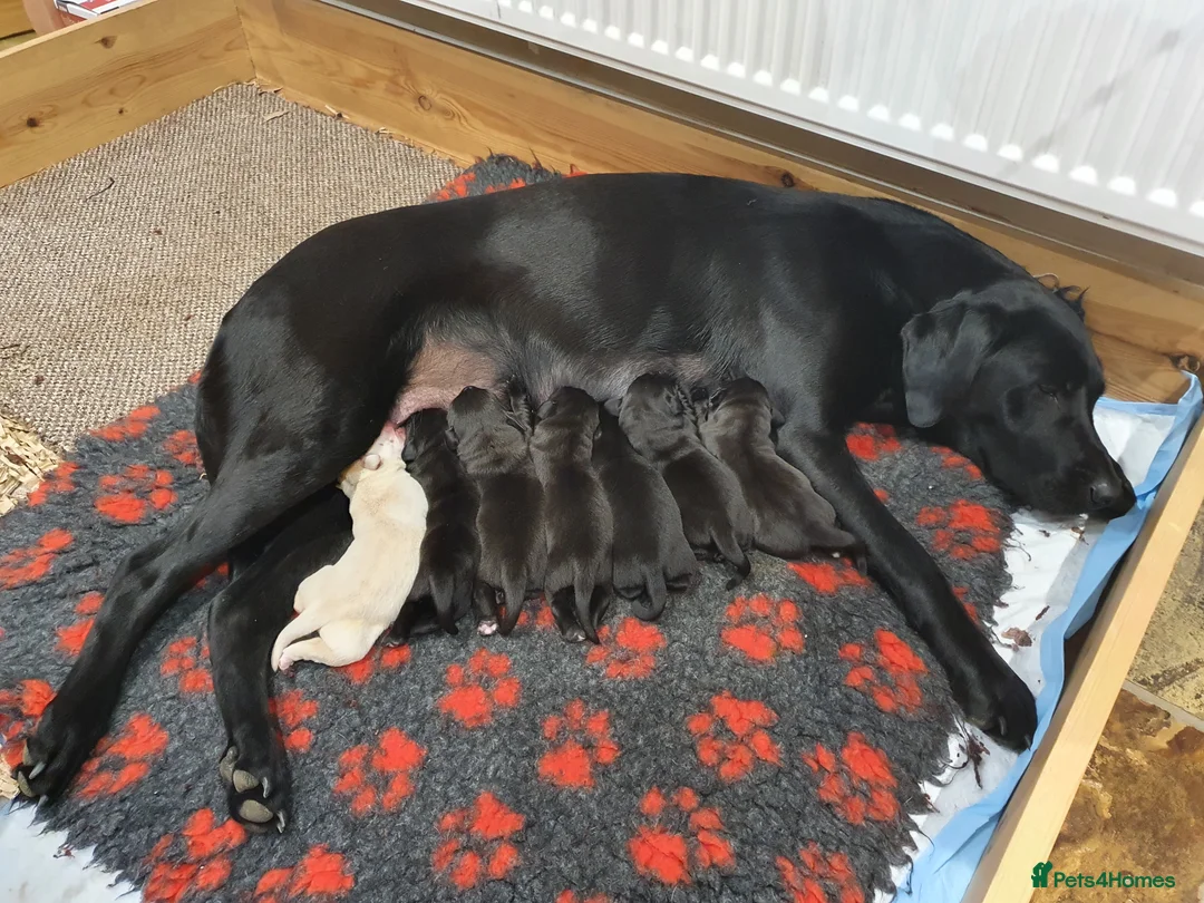 Labrador Retriever dogs for stud: Purple Genie (Duke)  Well proven stud in West Bromwich - Advert 24