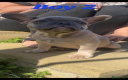 French Bulldog dogs for sale: 🐶3 french bulldogs left, price reduced £500🐶 - Image 11
