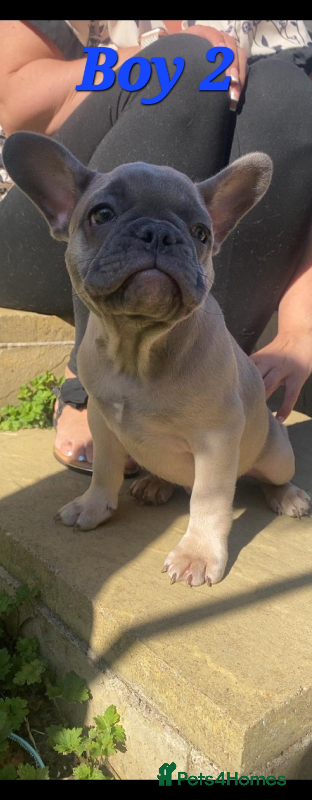 French Bulldog dogs for sale: 🐶3 french bulldogs left, price reduced £500🐶 - Image 11
