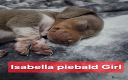 Miniature Dachshund dogs for sale: Miniature dachshund puppies KC Reg - Image 16