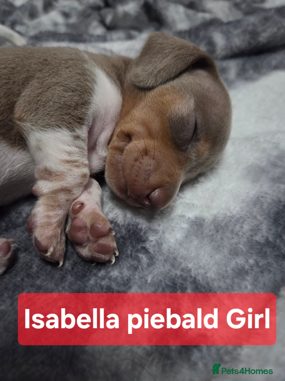 Miniature Dachshund dogs for sale: Miniature dachshund puppies KC Reg - Image 16