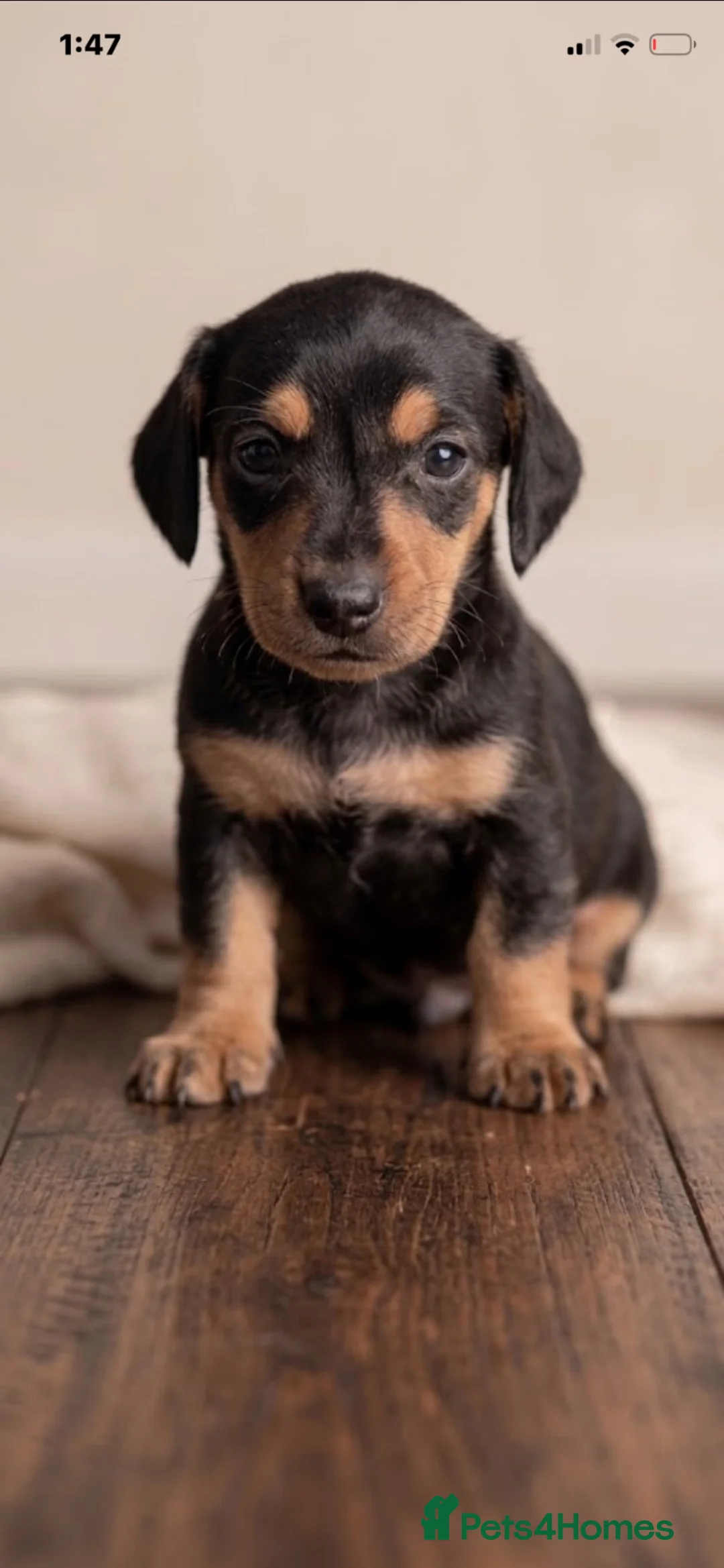 Jackshund dogs for sale: Beautiful litter of jackshund puppies in Stourport-on-Severn - Advert 7