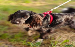Cocker Spaniel dogs for adoption: 💖🐶 MIKA 🐶💖 - Image 13
