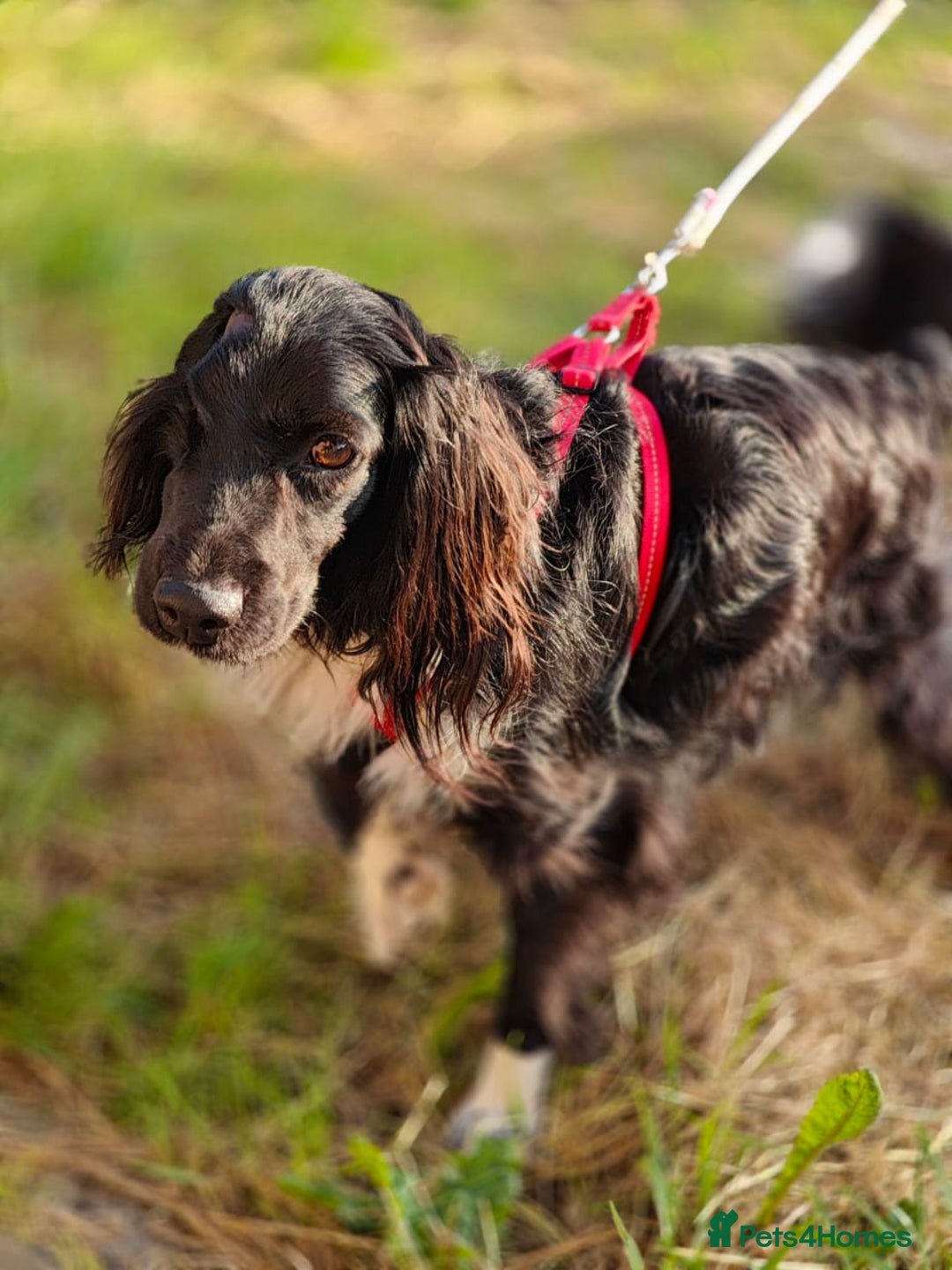 Cocker Spaniel dogs for adoption: 💖🐶 MIKA 🐶💖 - Image 13