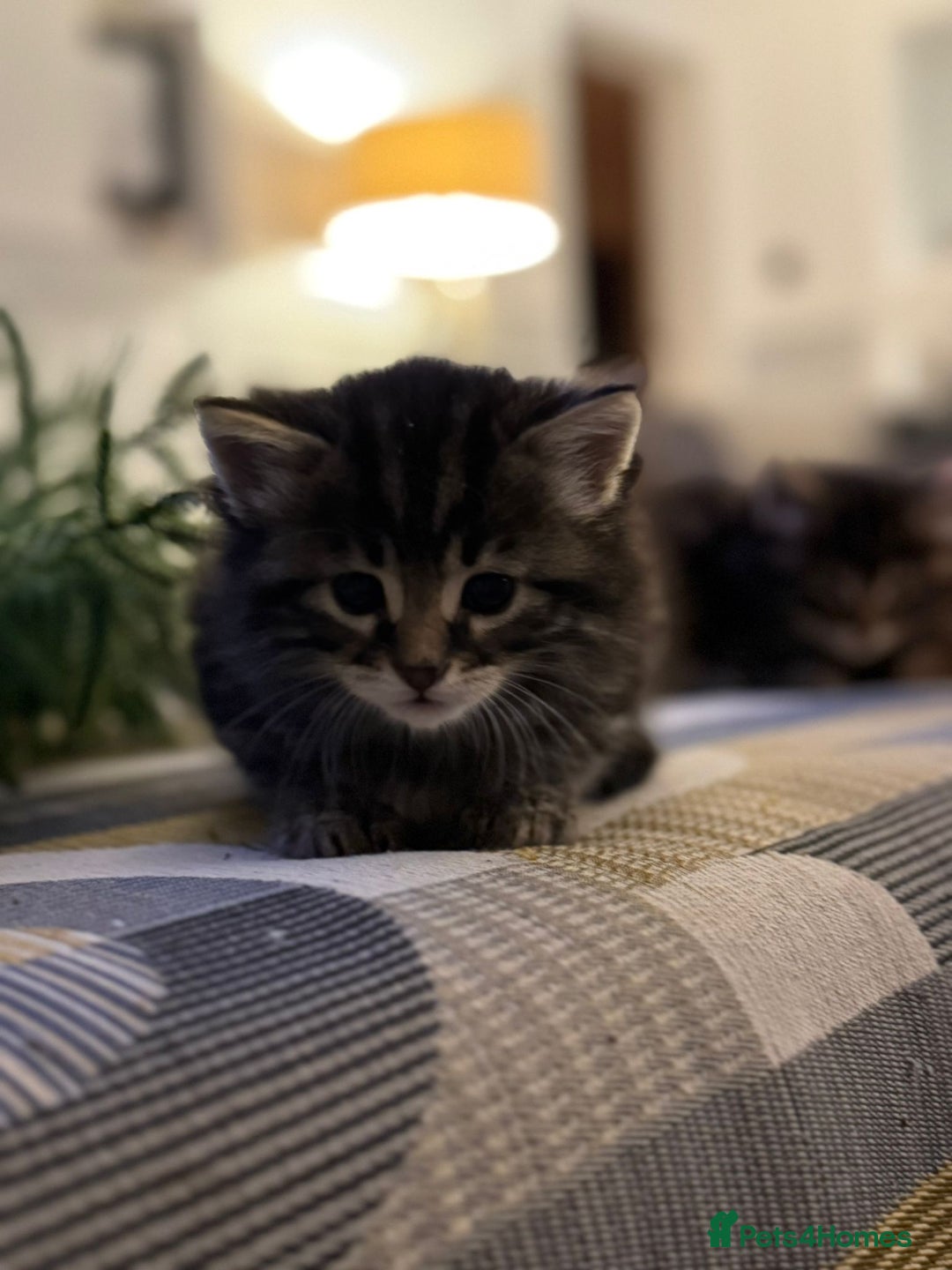 Mixed Breed cats for sale: Bengal mix  - Advert 2