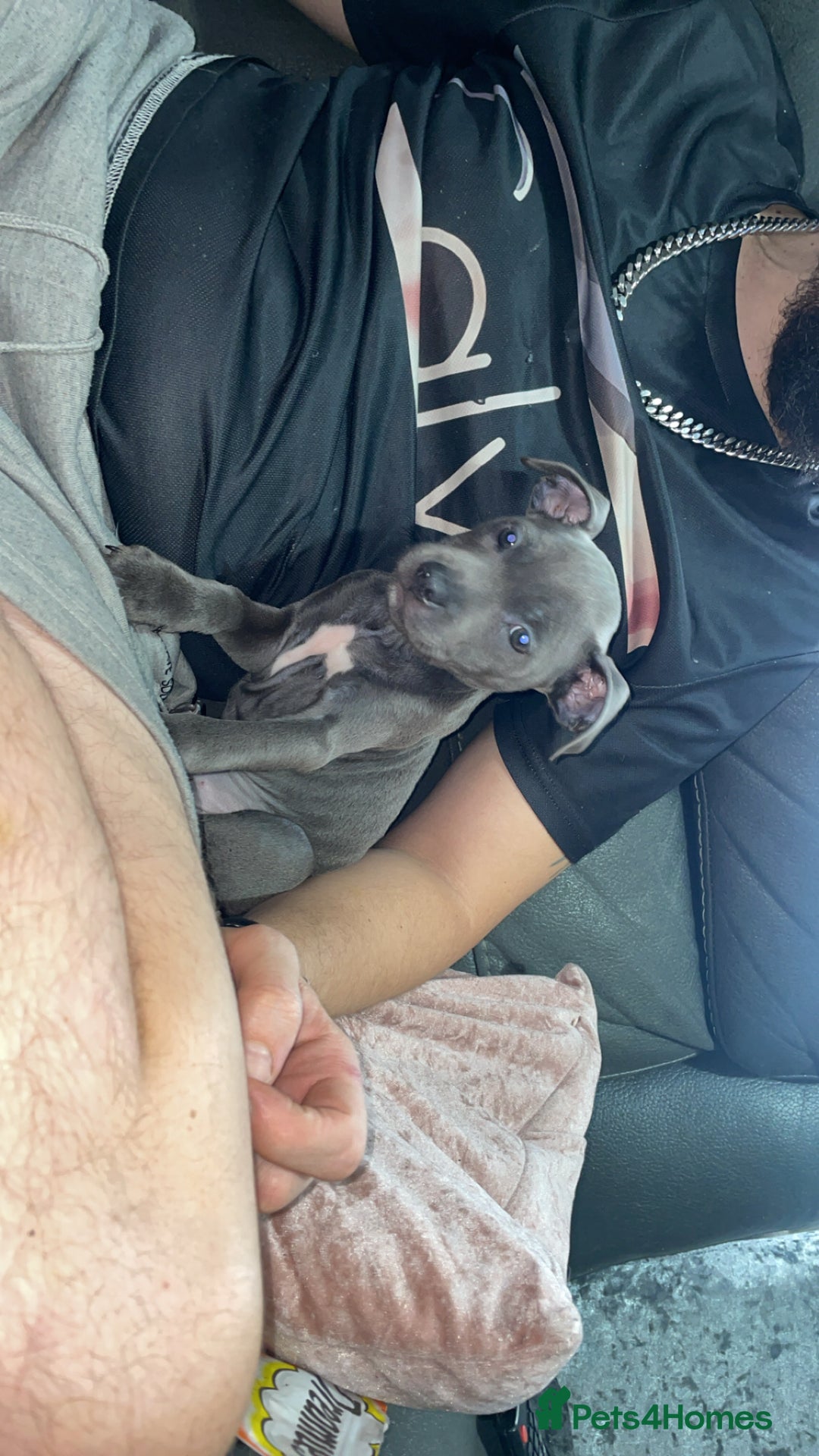 Staffordshire Bull Terrier dogs for sale: Blue Staffordshire bullterrier  - Image 3