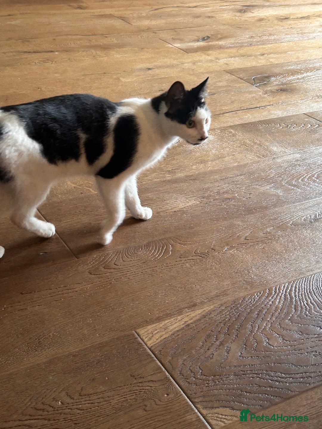 Domestic Shorthair cats for sale: Older cats needing rehoming  - Image 5
