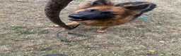 German Shepherd dogs for sale: COCO German Shepard  in Oldham - Advert 7
