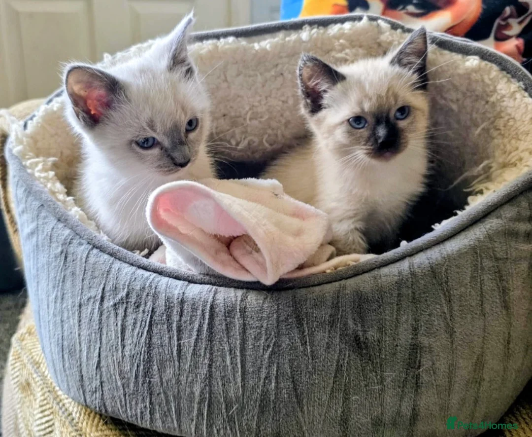 Ragdoll cats for sale: 1 Female Ragdoll - Advert 1