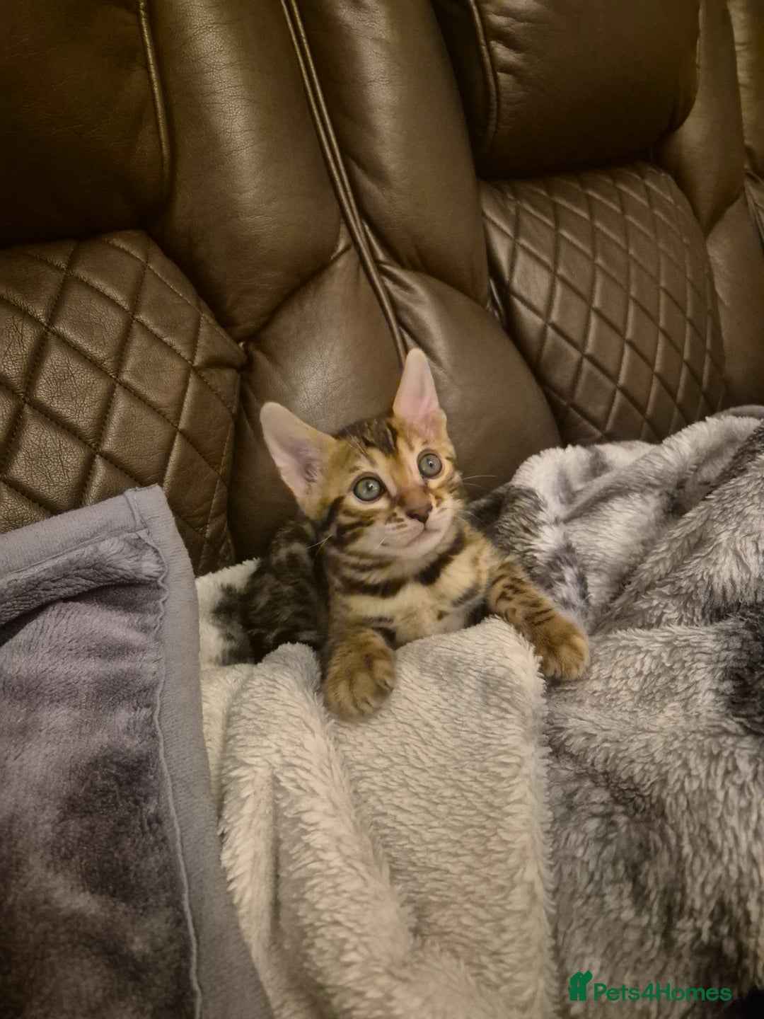 Bengal cats for sale: Bengal Kittens-Reservations Now Open  - Advert 10