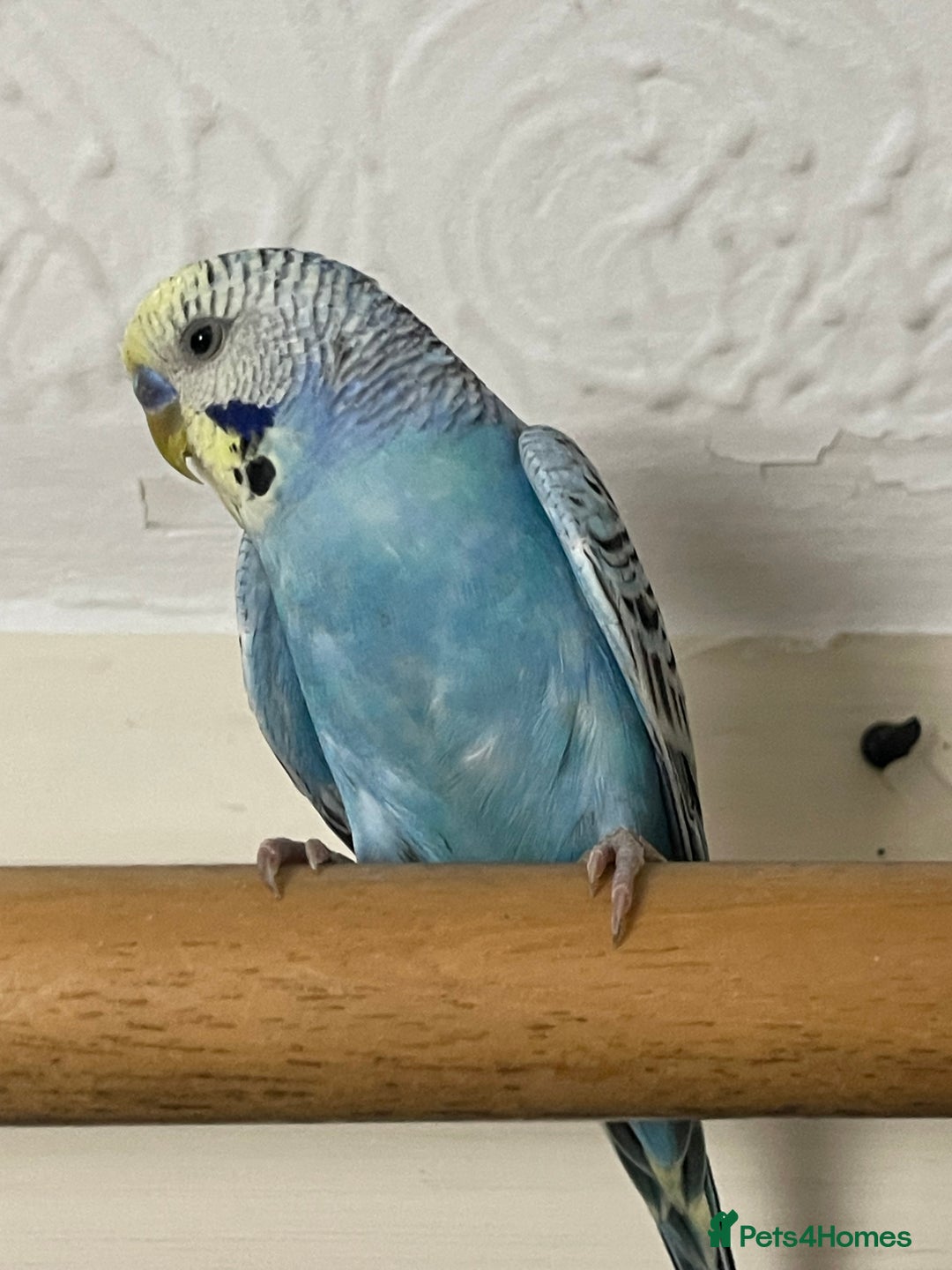 Budgerigars birds for sale: Budgie For sale  - Advert 3