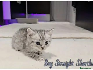 Scottish Fold cats Scotish fold kittens - Advert 4