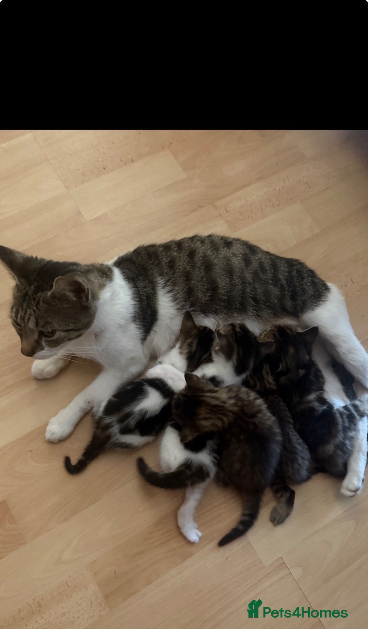 Mixed Breed cats Beautiful kittens looking for their forever home  - Advert 1