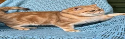 British Shorthair cats for sale: British Shorthair golden blue eyed kittensGCCF - Advert 22