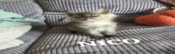 Maine Coon cats for sale: Title 2 x Maine Coon Kittens ONLY FEMALES LEFT - Advert 9