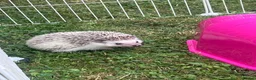 Pygmy Hedgehog rodents for sale: Hettie the Hedgehog - Advert 1
