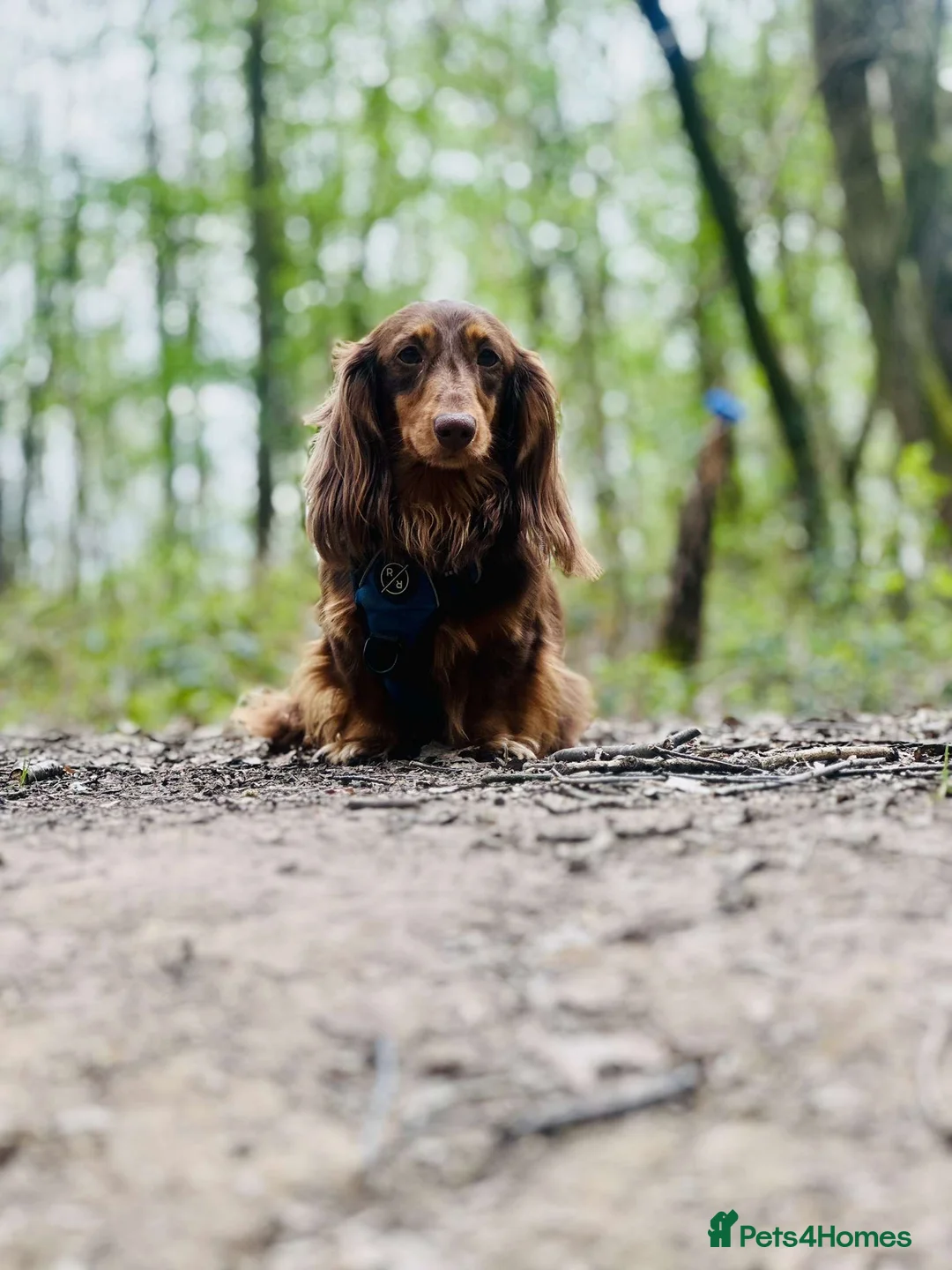 Dachshund dogs for stud: Long haired dachshund stud boys  in Leeds - Advert 21