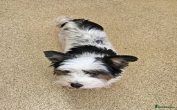 Yorkshire Terrier dogs for sale: 🩷 DNA TESTED 🩷 Biewer female  - Image 7
