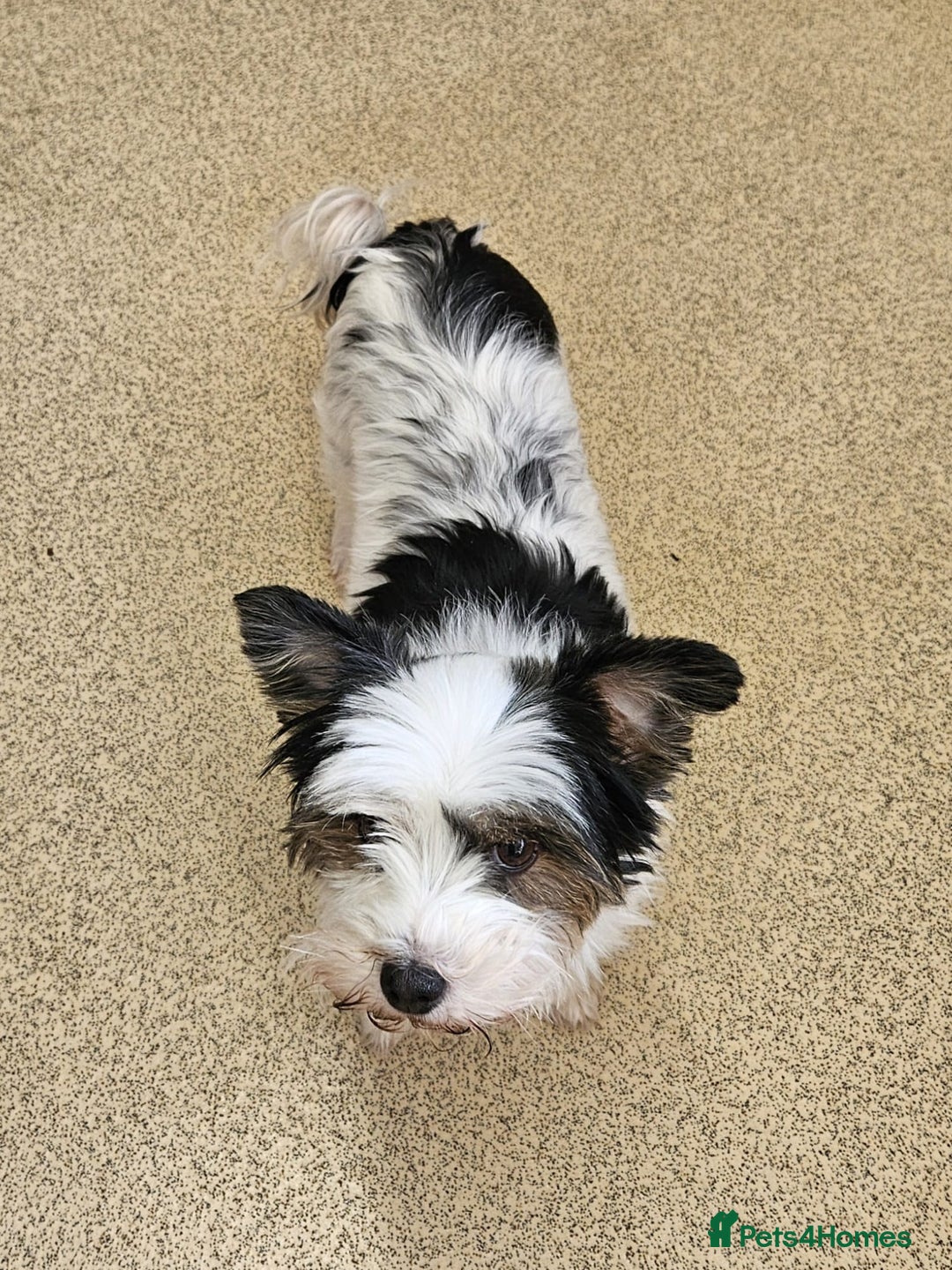 Yorkshire Terrier dogs for sale: 🩷 DNA TESTED 🩷 Biewer female  - Image 7