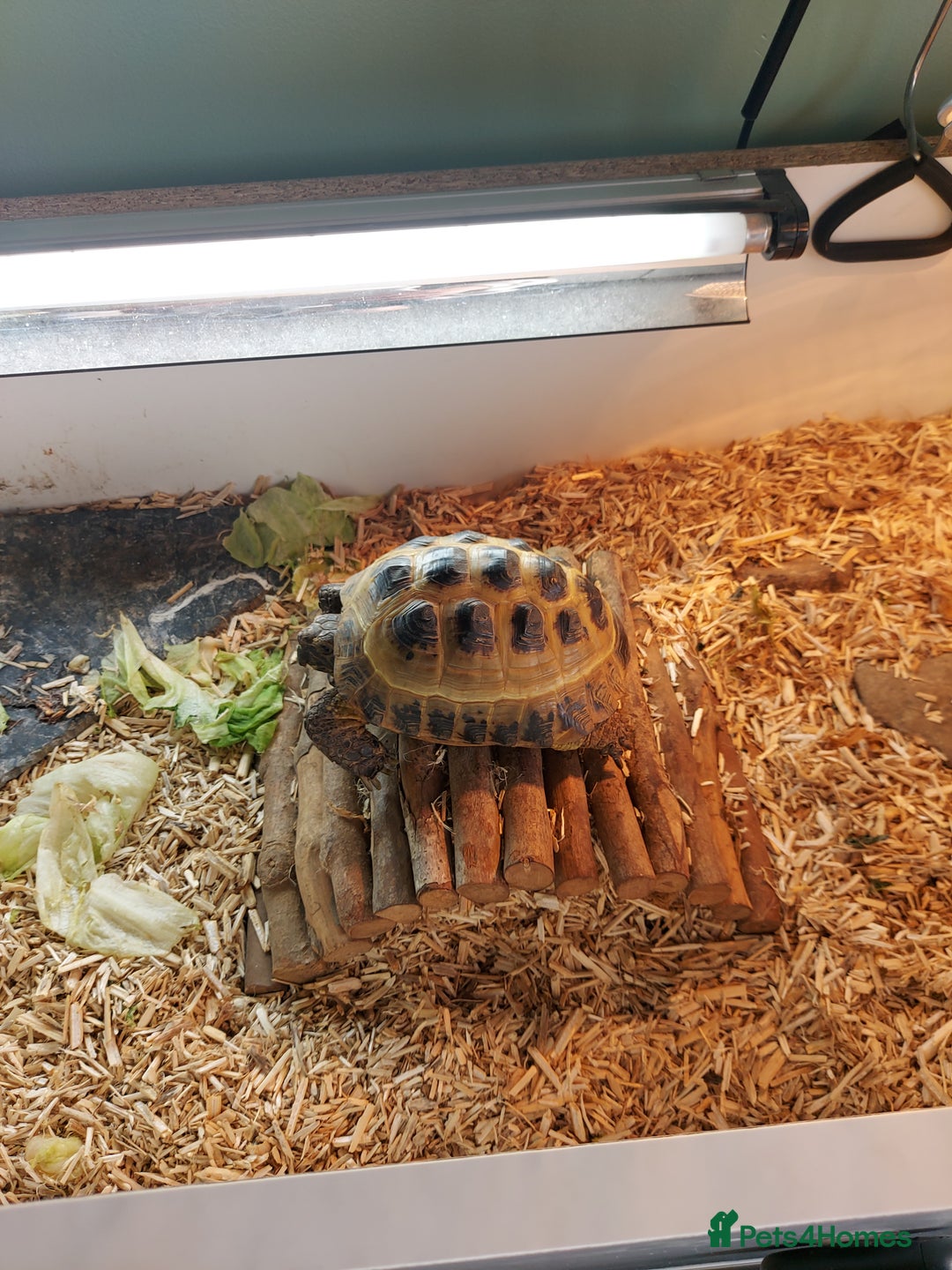 Tortoise reptiles for sale: Tortoise for sale  - Advert 4