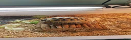 Tortoise reptiles for sale: Tortoise for sale  - Advert 4