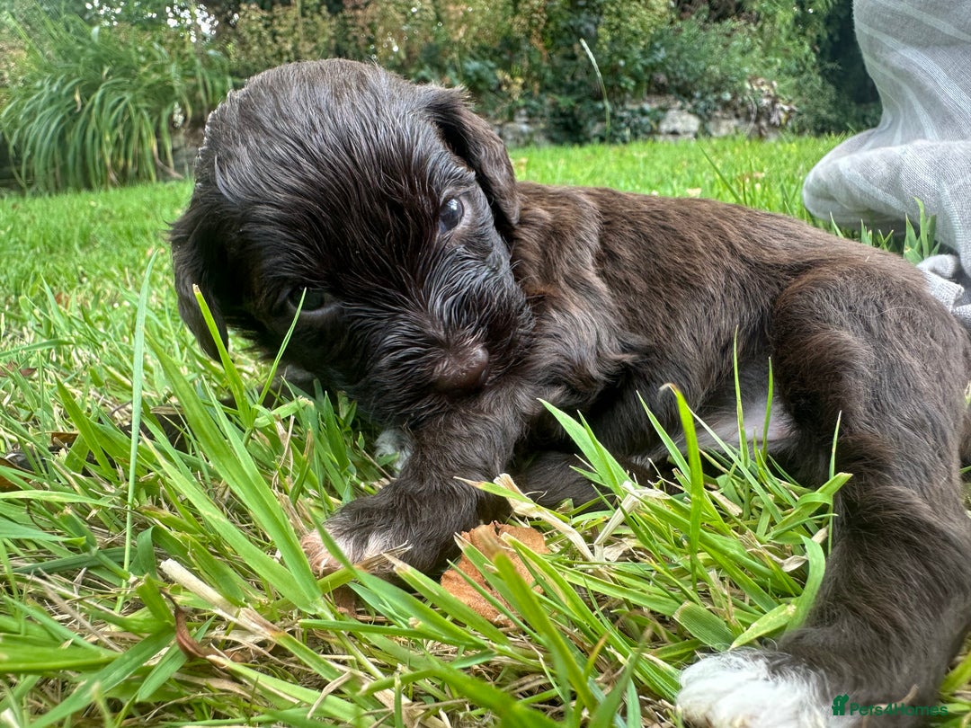 Portuguese Water Dog dogs for sale: Portuguese Water Dog puppies for sale in Oakham - Image 11