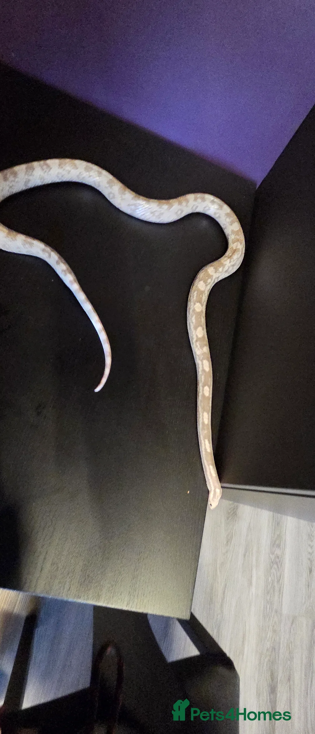 Corn Snake reptiles for sale: Cornsnakes normal lavender hypo fire tessera - Advert 3